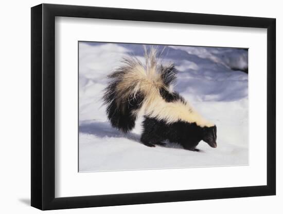 Striped Skunk in the Snow-DLILLC-Framed Photographic Print