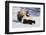 Striped Skunk in the Snow-DLILLC-Framed Photographic Print