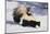 Striped Skunk in the Snow-DLILLC-Mounted Photographic Print
