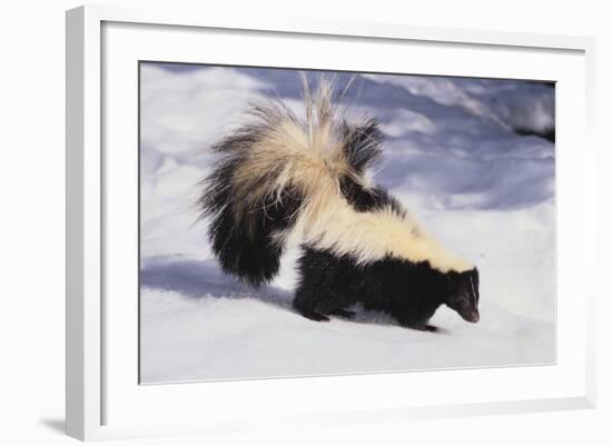 Striped Skunk in the Snow-DLILLC-Framed Photographic Print