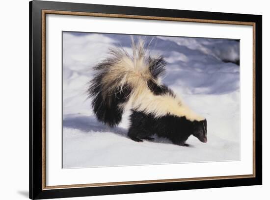 Striped Skunk in the Snow-DLILLC-Framed Photographic Print