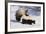 Striped Skunk in the Snow-DLILLC-Framed Photographic Print