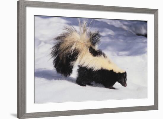 Striped Skunk in the Snow-DLILLC-Framed Photographic Print