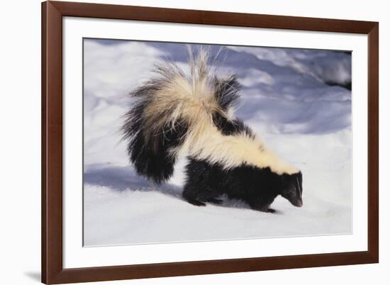 Striped Skunk in the Snow-DLILLC-Framed Photographic Print