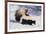 Striped Skunk in the Snow-DLILLC-Framed Photographic Print