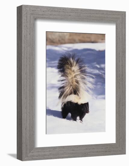 Striped Skunk in the Snow-DLILLC-Framed Photographic Print