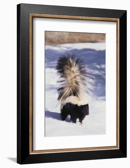 Striped Skunk in the Snow-DLILLC-Framed Photographic Print