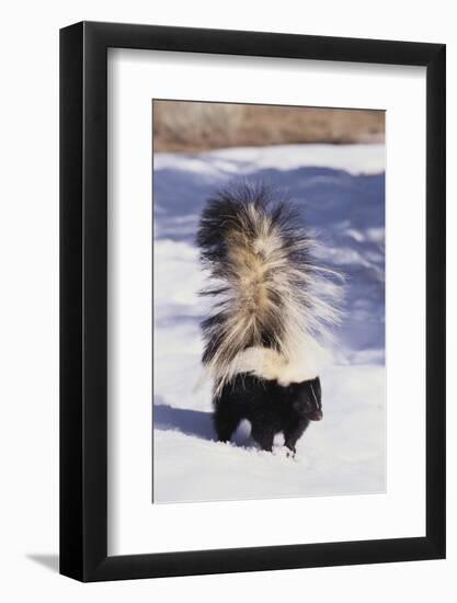 Striped Skunk in the Snow-DLILLC-Framed Photographic Print