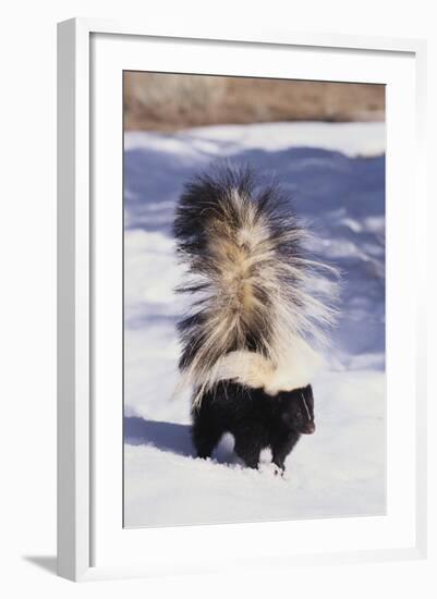 Striped Skunk in the Snow-DLILLC-Framed Photographic Print