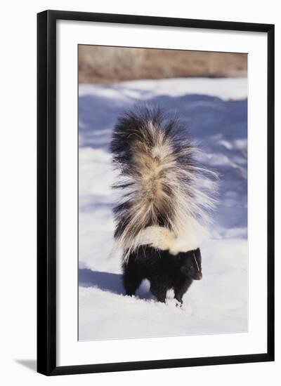 Striped Skunk in the Snow-DLILLC-Framed Photographic Print