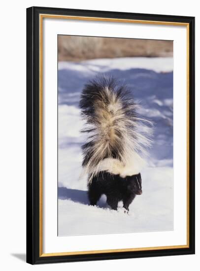 Striped Skunk in the Snow-DLILLC-Framed Photographic Print