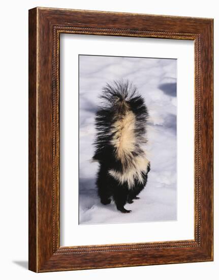 Striped Skunk in the Snow-DLILLC-Framed Photographic Print