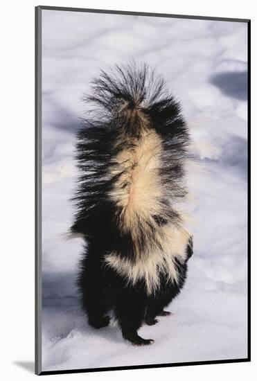 Striped Skunk in the Snow-DLILLC-Mounted Photographic Print