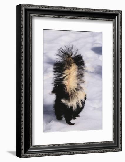 Striped Skunk in the Snow-DLILLC-Framed Photographic Print