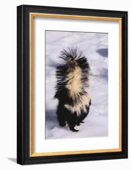 Striped Skunk in the Snow-DLILLC-Framed Photographic Print