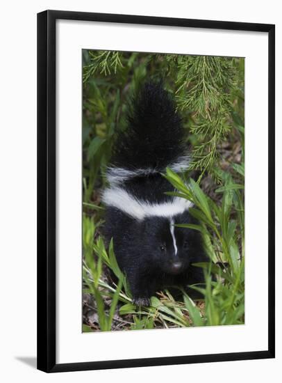 Striped Skunk Kit-Ken Archer-Framed Photographic Print