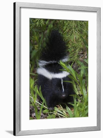 Striped Skunk Kit-Ken Archer-Framed Photographic Print