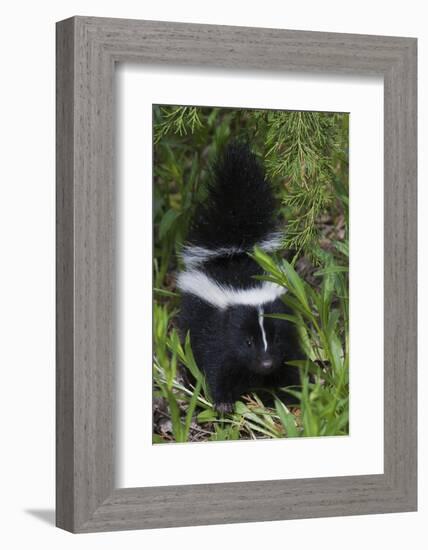 Striped Skunk Kit-Ken Archer-Framed Photographic Print