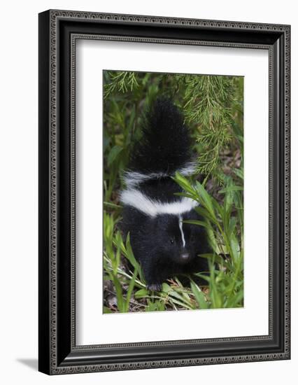 Striped Skunk Kit-Ken Archer-Framed Photographic Print