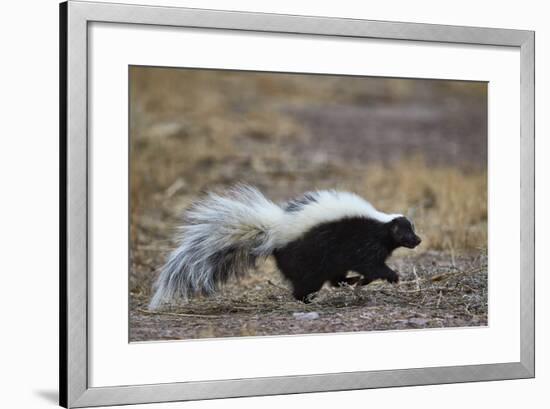 Striped Skunk (Mephitis Mephitis), Bosque Del Apache National Wildlife Refuge, New Mexico, Usa-James Hager-Framed Photographic Print
