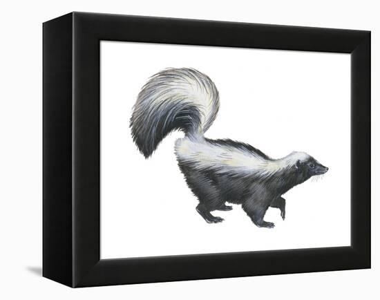 Striped Skunk (Mephitis Mephitis), Mammals-Encyclopaedia Britannica-Framed Stretched Canvas