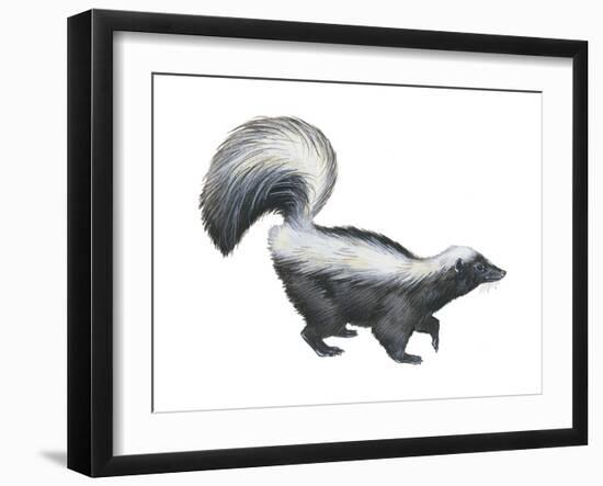 Striped Skunk (Mephitis Mephitis), Mammals-Encyclopaedia Britannica-Framed Art Print