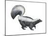 Striped Skunk (Mephitis Mephitis), Mammals-Encyclopaedia Britannica-Mounted Art Print