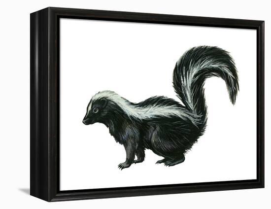 Striped Skunk (Mephitis Mephitis), Mammals-Encyclopaedia Britannica-Framed Stretched Canvas