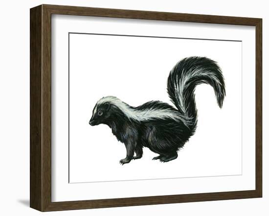 Striped Skunk (Mephitis Mephitis), Mammals-Encyclopaedia Britannica-Framed Art Print