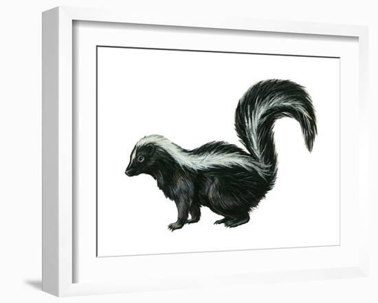 Striped Skunk (Mephitis Mephitis), Mammals-Encyclopaedia Britannica-Framed Art Print