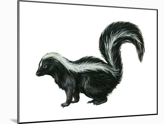 Striped Skunk (Mephitis Mephitis), Mammals-Encyclopaedia Britannica-Mounted Art Print