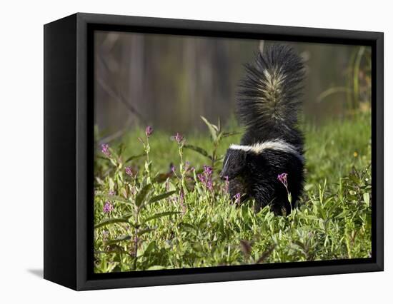 Striped Skunk with Tail Up, Minnesota Wildlife Connection, Sandstone, Minnesota, USA-James Hager-Framed Premier Image Canvas