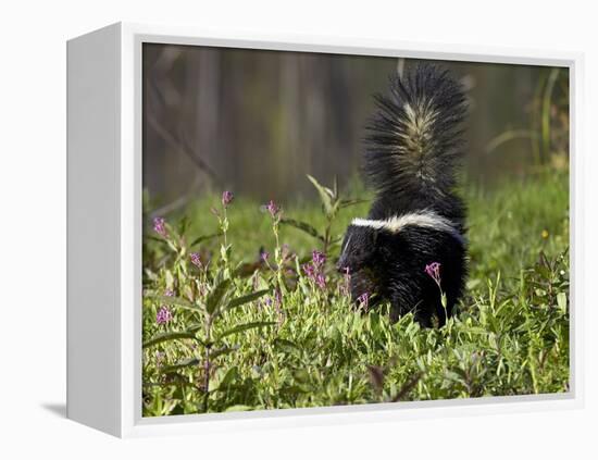 Striped Skunk with Tail Up, Minnesota Wildlife Connection, Sandstone, Minnesota, USA-James Hager-Framed Premier Image Canvas