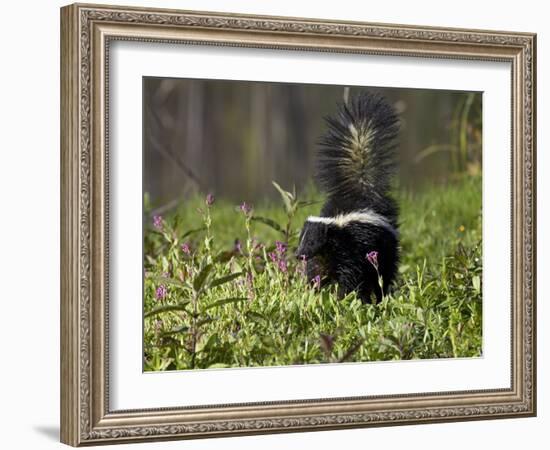 Striped Skunk with Tail Up, Minnesota Wildlife Connection, Sandstone, Minnesota, USA-James Hager-Framed Photographic Print