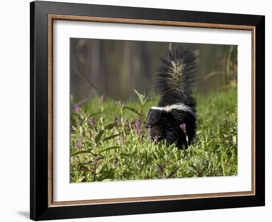 Striped Skunk with Tail Up, Minnesota Wildlife Connection, Sandstone, Minnesota, USA-James Hager-Framed Photographic Print