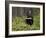 Striped Skunk with Tail Up, Minnesota Wildlife Connection, Sandstone, Minnesota, USA-James Hager-Framed Photographic Print