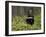 Striped Skunk with Tail Up, Minnesota Wildlife Connection, Sandstone, Minnesota, USA-James Hager-Framed Photographic Print