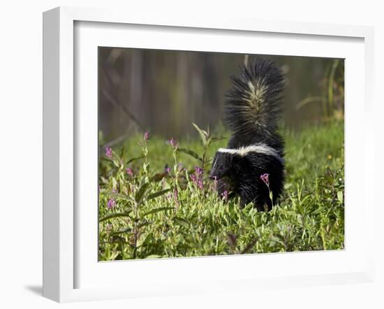 Striped Skunk with Tail Up, Minnesota Wildlife Connection, Sandstone, Minnesota, USA-James Hager-Framed Photographic Print