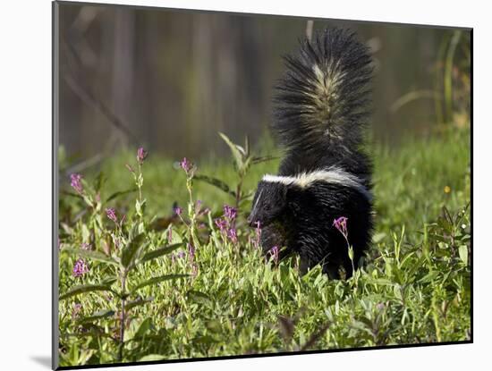 Striped Skunk with Tail Up, Minnesota Wildlife Connection, Sandstone, Minnesota, USA-James Hager-Mounted Photographic Print