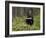 Striped Skunk with Tail Up, Minnesota Wildlife Connection, Sandstone, Minnesota, USA-James Hager-Framed Photographic Print