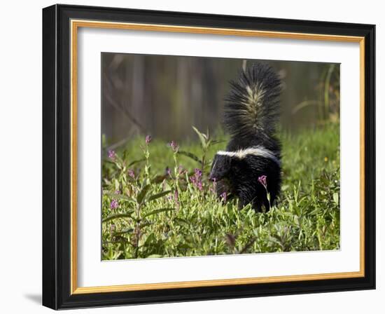 Striped Skunk with Tail Up, Minnesota Wildlife Connection, Sandstone, Minnesota, USA-James Hager-Framed Photographic Print