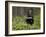 Striped Skunk with Tail Up, Minnesota Wildlife Connection, Sandstone, Minnesota, USA-James Hager-Framed Photographic Print