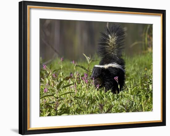 Striped Skunk with Tail Up, Minnesota Wildlife Connection, Sandstone, Minnesota, USA-James Hager-Framed Photographic Print