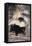 Striped Skunk-DLILLC-Framed Premier Image Canvas