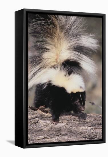 Striped Skunk-DLILLC-Framed Premier Image Canvas