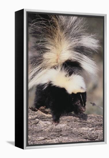 Striped Skunk-DLILLC-Framed Premier Image Canvas