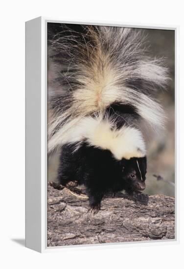 Striped Skunk-DLILLC-Framed Premier Image Canvas