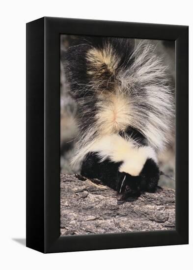 Striped Skunk-DLILLC-Framed Premier Image Canvas