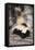 Striped Skunk-DLILLC-Framed Premier Image Canvas