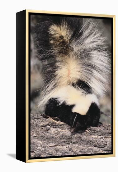 Striped Skunk-DLILLC-Framed Premier Image Canvas